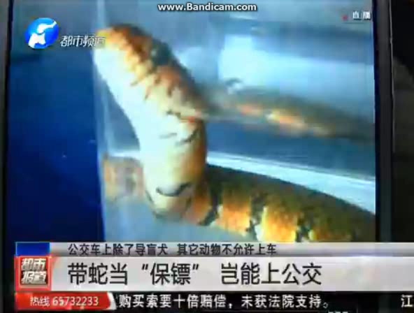 小伙兒帶蛇上公交被阻 竟把蛇扔車上