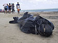 海洋環(huán)境惡化？巴西30鯨魚擱淺