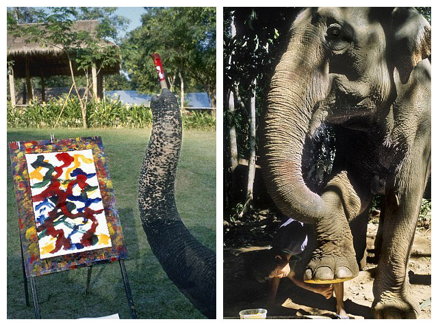 泰大象秀驚人天賦用鼻子繪非凡畫作 泰大象秀驚人天賦用鼻子繪非凡畫作