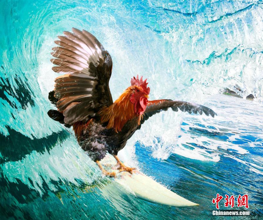 有趣！英國一公司推出公雞日歷