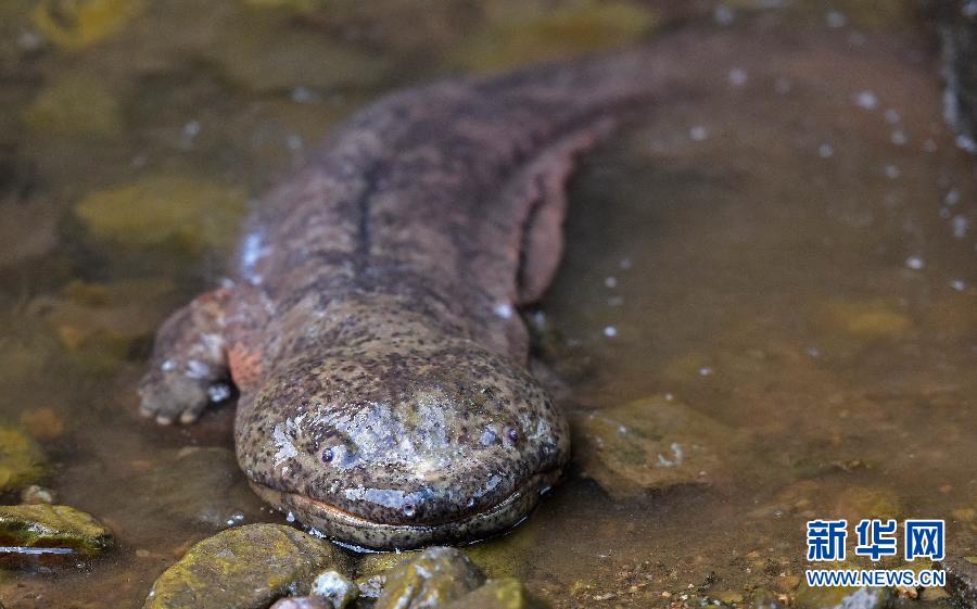 揭開(kāi)娃娃魚(yú)的神秘面紗 揭開(kāi)娃娃魚(yú)的神秘面紗
