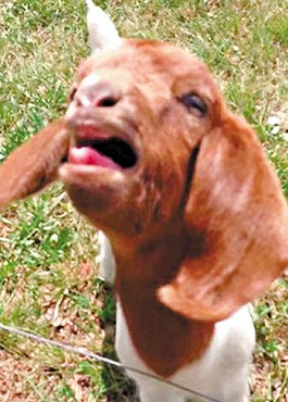 這只會(huì)說(shuō)話的小山羊不斷發(fā)出類似“What”的聲音。